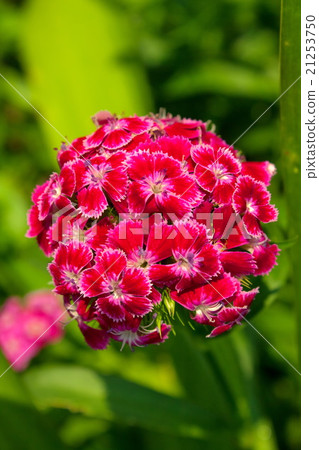 Carnation in the garden (Dianthus barbatus) 21253750