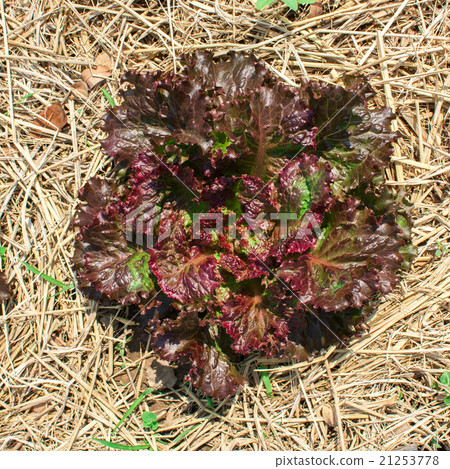 Red oak leaf letucce field Red oak leaf letucce field 21253778
