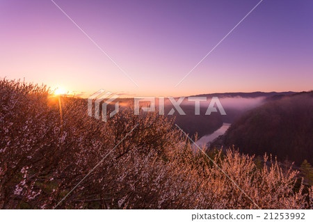 Tsukigase Bairin Sunrise Tsukigase Bairin Sunrise 21253992