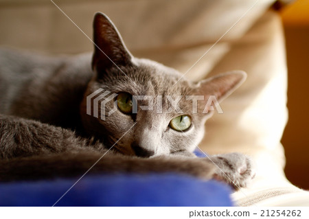 俄羅斯藍 俄羅斯藍 21254262