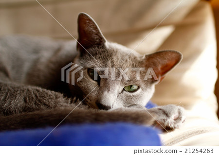 困了俄羅斯藍 困了俄羅斯藍 21254263