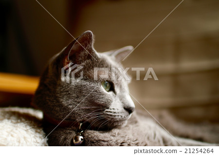 俄羅斯藍 21254264