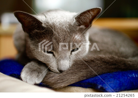 俄羅斯藍色午睡 21254265