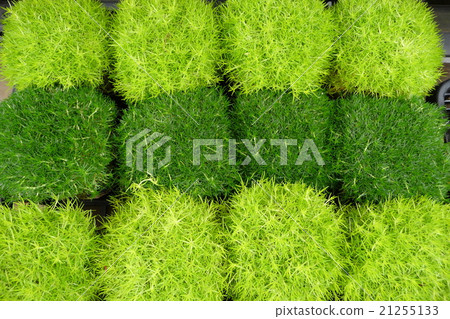 愛爾蘭蛾 21255133