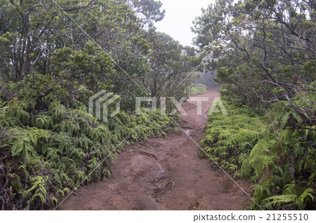 Picha Rail, Kokee State Park, Kauai, Hawaii 21255510