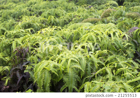 Ekaha, Hawaiian Fern 21255513