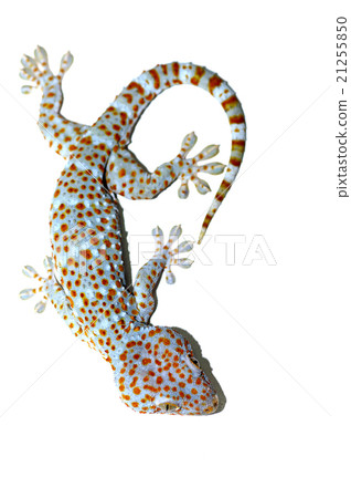 Big gecko on wall 21255850