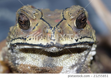 Toad Southeast Asia 21255851