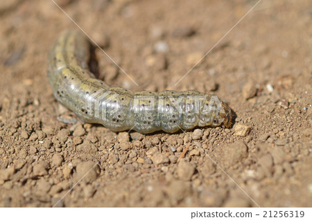 Beetle (root stings) 21256319