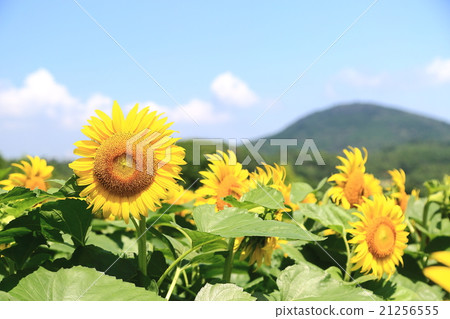 sunflower sunflower 21256555