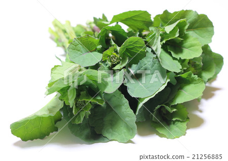 Noodle noodle Noodle noodle 21256885