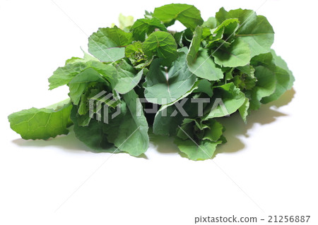 Noodle noodle 21256887