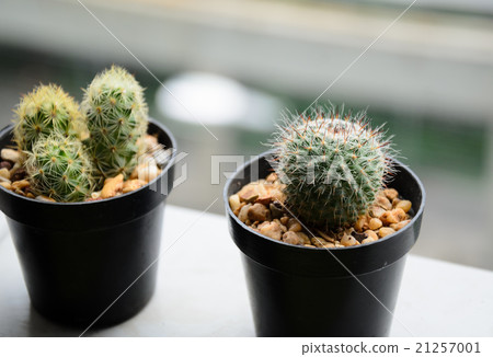 blurred,de focus cactus beside the window blurred,de focus cactus beside the window 21257001