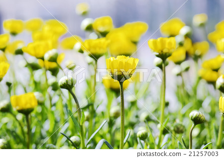 克里斯安化學 21257003