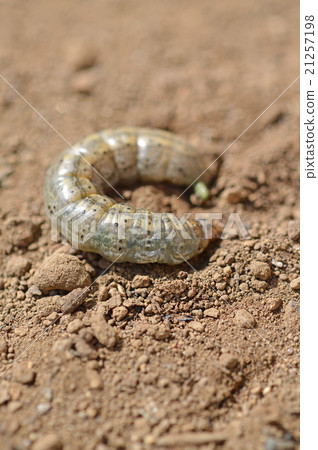 Beetle (root stings) Beetle (root stings) 21257198