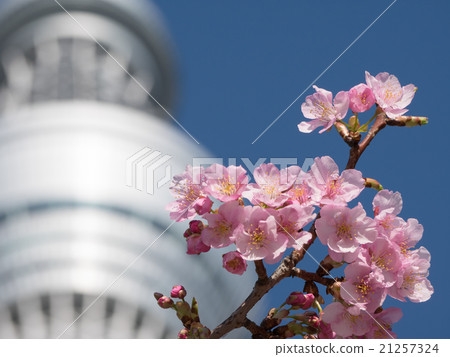 Kawazu Sakura and Sky Tree Observation Deck 21257324