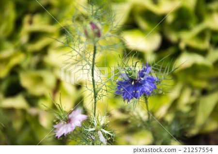 霍爾廣場花園 21257554