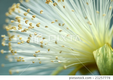 Detail flower of shaving bush tree 21257778