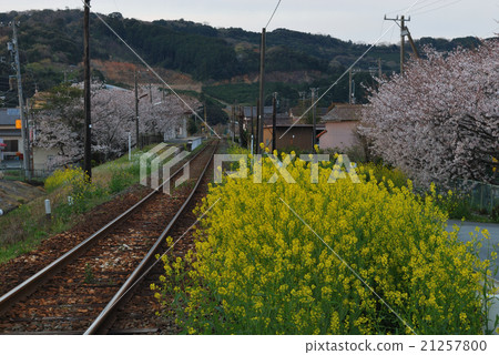 Local Line Sakura Rape Local Line Sakura Rape 21257800