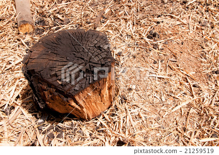 Unburned pieces of wood Unburned pieces of wood 21259519