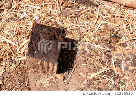 Unburned pieces of wood Unburned pieces of wood 21259520