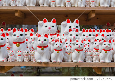 在世田谷區，東京的Futatsuki寺廟邀請的貓 21259669