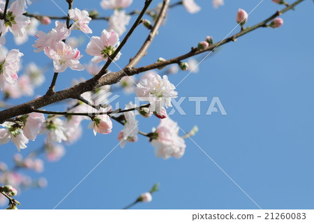 Sakura and sky Sakura and sky 21260083