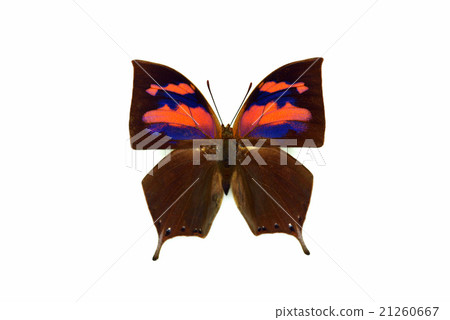 Butterfly sample fellowship fellow Peru Butterfly sample fellowship fellow Peru 21260667