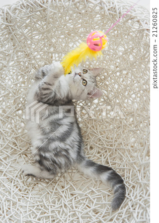 Cute tabby kitten playing toy 21260825