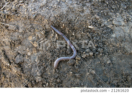 earthworm 21261620
