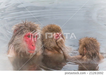 Okasu of Yukemuru Japanese monkey in the hot spring Okasu of Yukemuru Japanese monkey in the hot spring 21261692