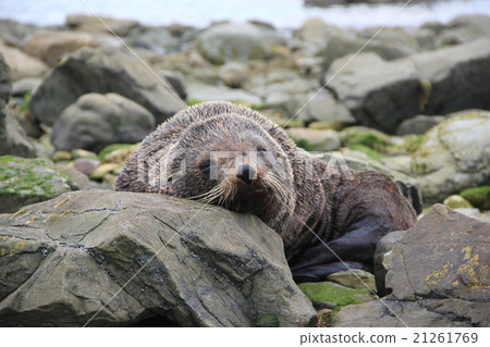 New Zealand, Fur seals 21261769