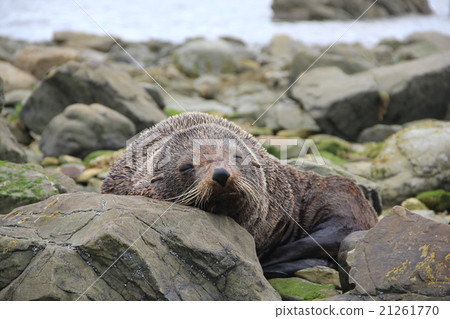 Sleeping fur seals 21261770
