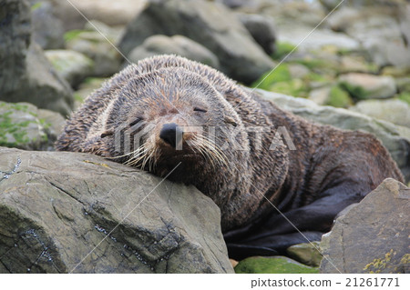 Sleeping fur seals 21261771