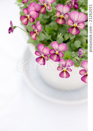 Pansy viola (Ikoma amethyst antique) 21262051