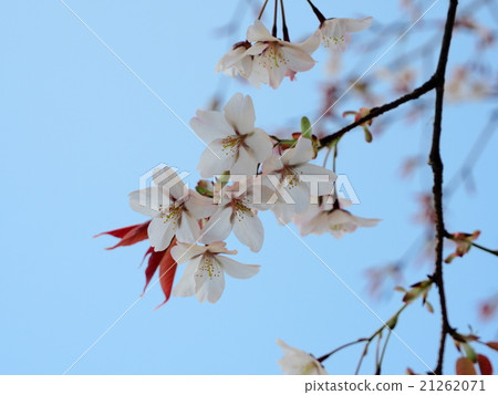 櫻花花 21262071