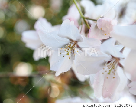 櫻花花 櫻花花 21262073