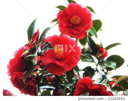 Camellia has been loved by Japanese people since ancient times. In the furnace season in winter, the tea ceremony becomes one camellia so it has the synonym of the queen of tea flowers. 21262683