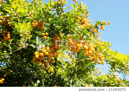 Epilepsy tree Epilepsy tree 21263072