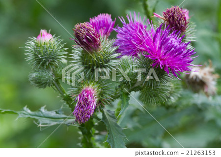 thistle blooming closeup outdoor horizontal 21263153