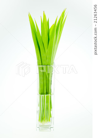 Pandanus leaves Pandanus leaves 21263456
