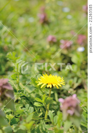 罐裝蒲公英 21263585