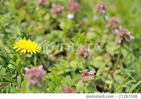 罐裝蒲公英 21263586