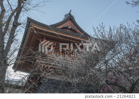 佛教寺廟和李子 佛教寺廟和李子 21264821