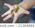 I got pickled acorns 21264884