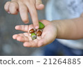 Picking up acorns 21264885