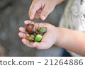 Picking up acorns 21264886