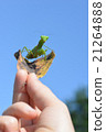 fly! Mantis! 21264888
