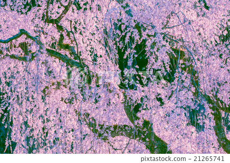  櫻花和藍天 21265741