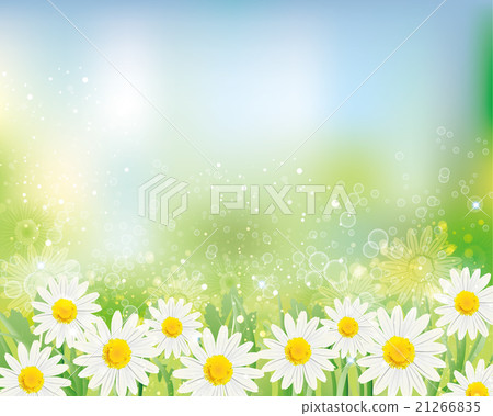 Daisy background Daisy background 21266835